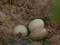Jaja lęgowe bażantów - Bażanty łowne - 60 sztuk