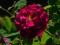 Róża Officinalis stara róża unikat rarytas