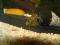 Tylomelania golden spotted /Zoogrande PŃ