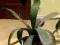 AGAWA 60cm 7-letnia Zdrowa Duża roślina egzotyczna