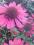 Jeżówka purpurowa -duża sadzonka