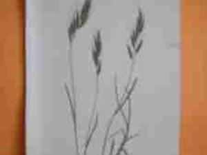 OWSICA PSTRA - Rośliny- Zioła- Kwiaty - Alpy- 1897