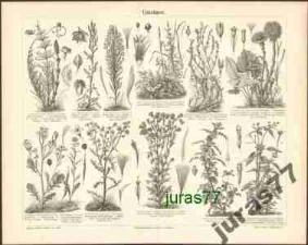 ROŚLINY CHWASTY - litografia z 1897 roku
