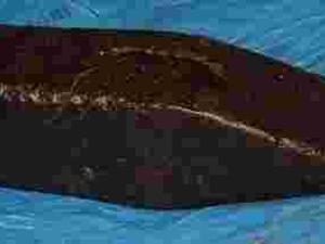 Stary  mloteczek 710 gr