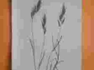 OWSICA PSTRA - Rośliny- Zioła- Kwiaty - Alpy- 1897