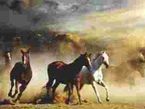 KONIE - STAMPEDE (121) - Plakat Plakaty PWG-3640 KONIE - STAMPEDE (121) - Plakat Plakaty PWG-3640