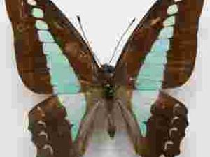 Graphium sarpedon Malezja